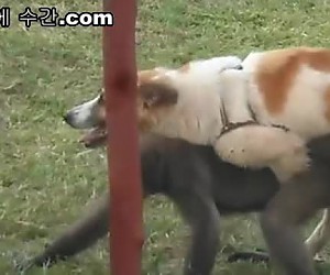개랑 원숭이의 뜨거운 섹스